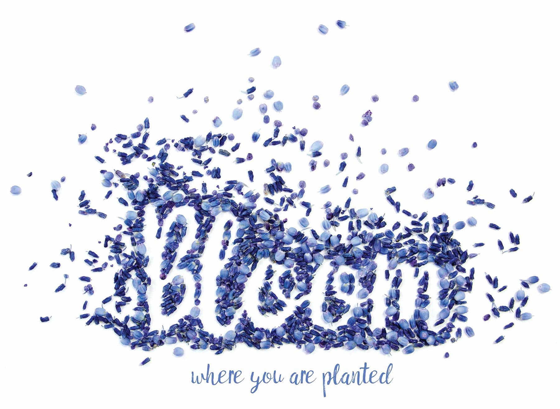 Bloom Where You Are Planted - Desktop Background - Mariah Knight